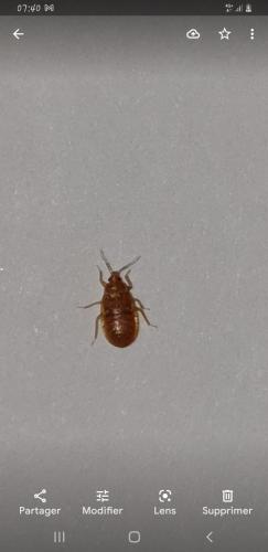 Lyctocoris campestris